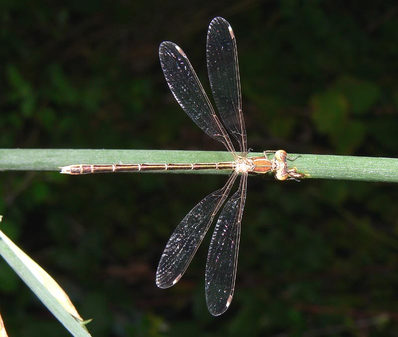 Qualche Lestes...e Chalcolestes